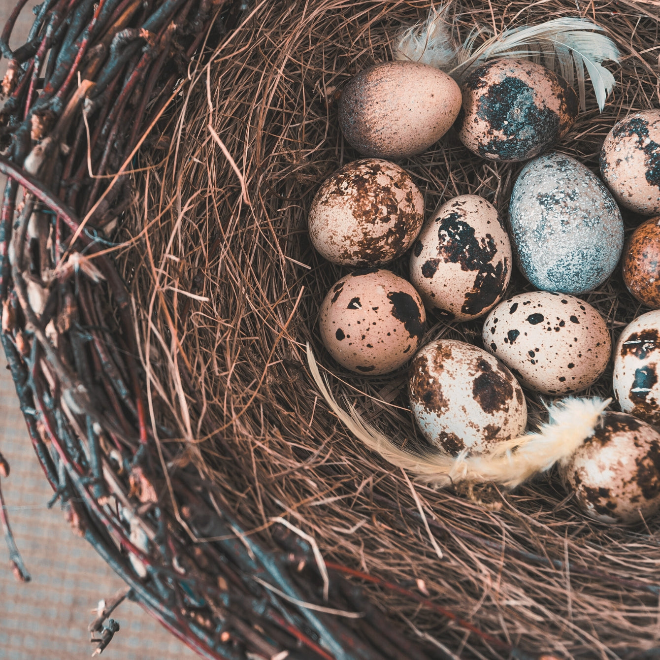 Raven Eggs in a nest