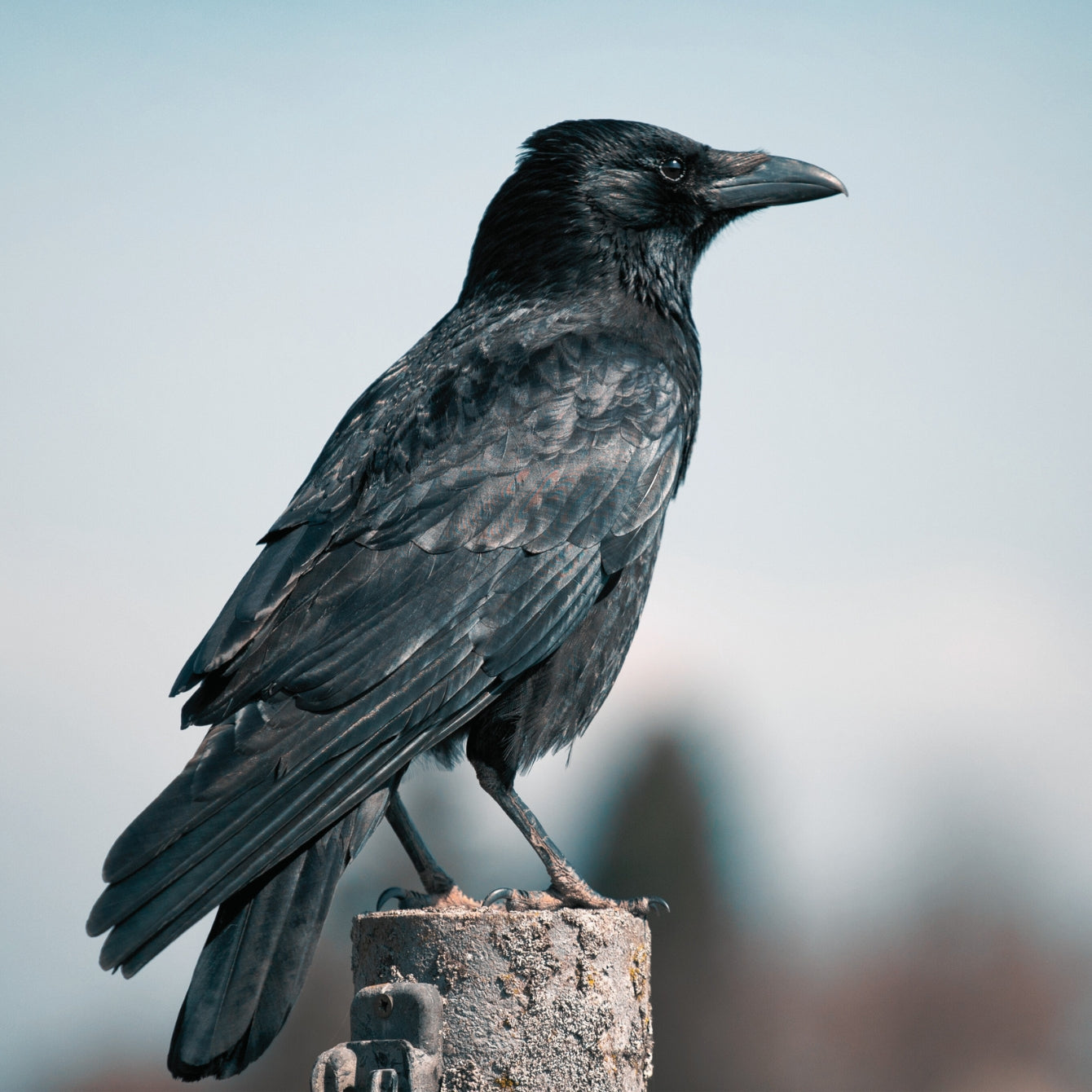 Raven on a post