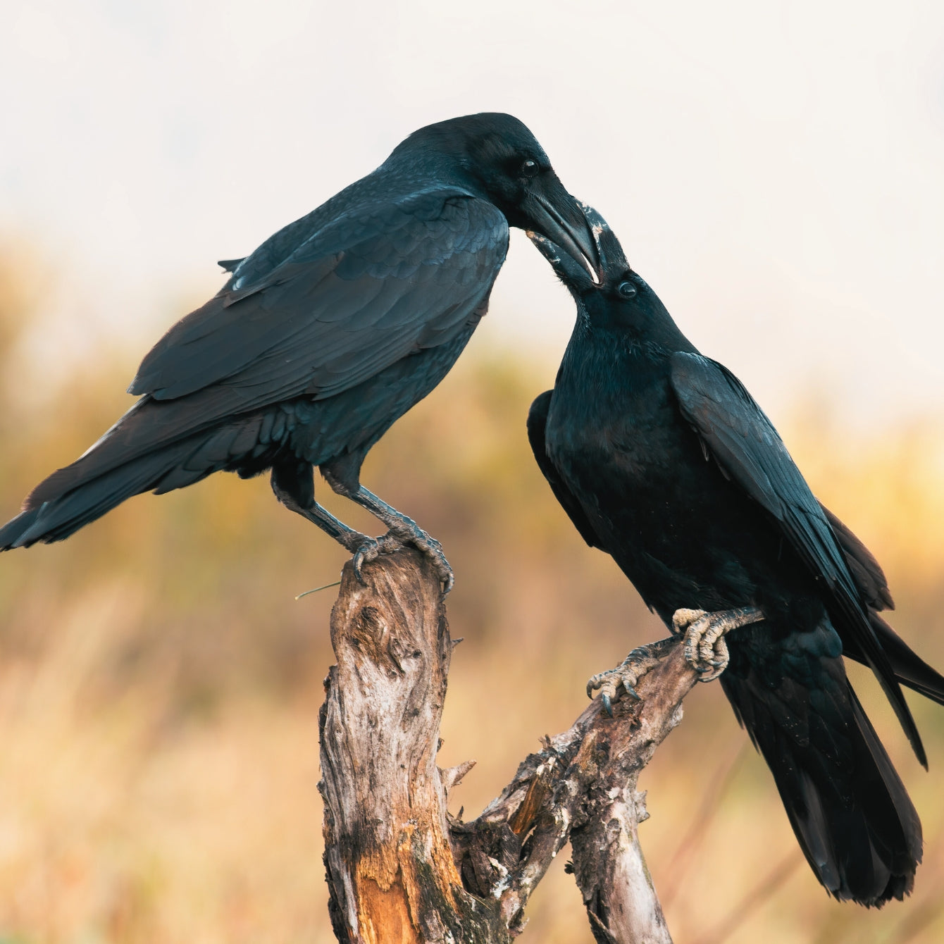 Ravens feeding on a tree